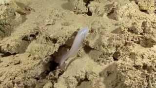 Rare Blind Cavefish in Mexican cave system!