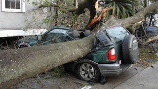 Dangerous Big Tree Cutting Fails With Chainsaw Working - Heavy Tree Falling On Car Pathetic