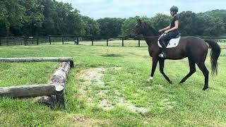 SMOKE AND HEAT (trail) - Adoptable Thoroughbred Gelding - New Vocations