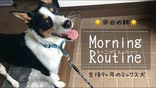 【モーニングルーティン】生後9か月 ミックス犬りおんの平日の朝【morning routine】