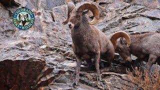 'Livin' the Wildlife' Bighorn Sheep in Colorado