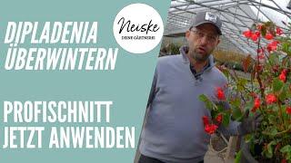 Dipladenia Überwintern - Rückschnitt und Frostsicherheit