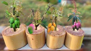 How To Grow Mango Tree From Mango Leaves In Banana Tree Trunk
