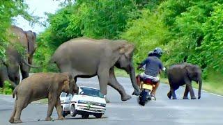 The Mother Elephant Attacks Vehicles On The Road To Protect Her Baby Elephant