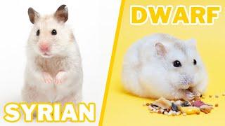 Syrian VS Dwarf Hamster Care