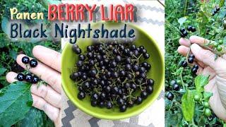 Panen Buah Liar, Black Nightshade || Berry Liar Rasanya Mirip Tomat dan Ciplukan #panen #buahliar