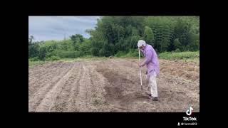 農業　サツマイモ植え付　primitive agriculture in japan