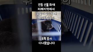 안동 화재 현장 포획 봉사 #산불#화재#안동#포획#강아지#유기견산불