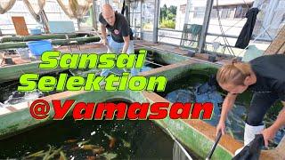 Sansai Selektion auf der Yamasan Koi Farm!