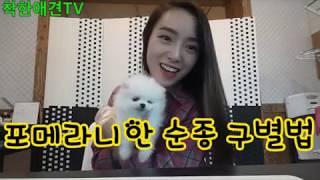 포메라니안분양 포메 폼피츠 구별법!! [착한애견tv]