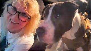 LIVE Driving NYC to Fort Lauderdale Florida Road Trip w/Dog in Rental Car Part 5