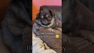 Tomorrow you might just get lucky  #funnydog #funnydogvideostrynot #funnydogshorts #funnydogmemes