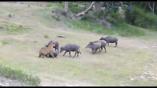 Tiger Attacks Buffalo - Intense [HD]