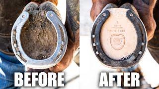 Farrier Full Horse Hoof Restoration | Satisfying ASMR