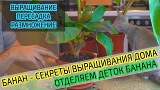 Банан. Секреты выращивания банана дома. Пересадка, размножение. Подробно! Сорт Муса