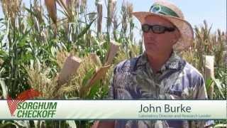 Sorghum Checkoff, USDA-ARS Focus on Sorghum Research