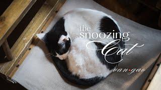 The Snoozing Cat - Intimate piano relaxing music