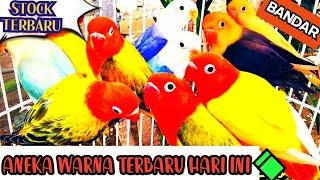 ANEKA WARNA LOVEBIRD TERBARU▪BURUAN CEK OUT