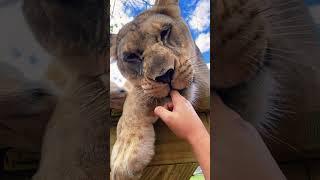 Lioness Nose BOOPS! Adorable!