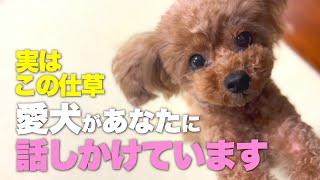 愛犬が飼い主に伝えたい事　愛犬が飼い主に話しかける行動　　　愛犬は飼い主の言葉を理解しています！