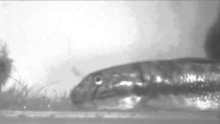 Certain Fish Can Climb Up Waterfalls | Video