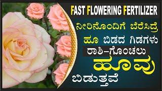 fast flowering fertilizerಹೂ ಬಿಡದ ಗಿಡಗಳು ರಾಶಿ-ಗೊಂಚಲು ಹೂ ಬಿಡುತ್ತವೆ #marysmanegarden #organic#gardener