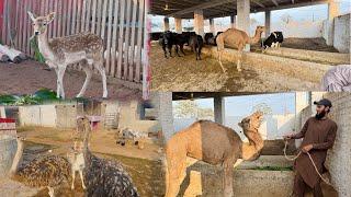 Camel House Ready Ho Gaya Ab Camel Happy Hai 