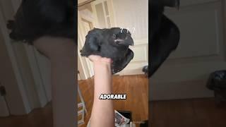 “Crows are actually very cute  “#animals #shorts #cute #crow