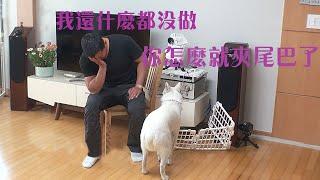 珍島犬仗著是老闆的狗，咬傷十多名員工，訓犬師可不管是不是狗老闆，一聲怒吼直接吓的狗子夾尾巴