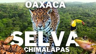 Jaguar Paradise: Exploration in the Chimalapas Jungle - Oaxaca