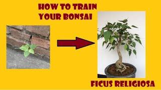 How to train your Bonsai // #Ep3 // Ficus Religiosa // Getting something from nothing