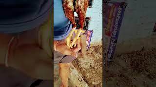 top quality aasel#youtubeshorts #subscribe #assel