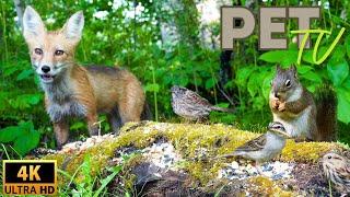 Smiling Fox, Squirrels, and Juvenile Birds | Entertain Your Cat or Dog with Pet TV