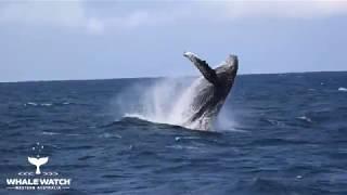 Best Whale Watching in Western Australia