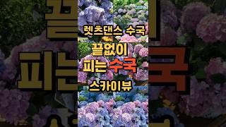 정원관리 쉬운 매년 꽃 잘피는 당년지 수국을 추천합니다. #정원가꾸기 #렛츠댄스수국 #수국꽃