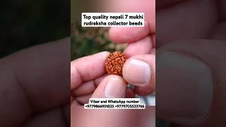 Top quality nepali 7 mukhi rudraksha collector piece #youtubeshorts #shorts #rudraksha