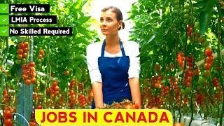 Fruit or vegetable picker Jobs in Canada With Visa Sponsorships