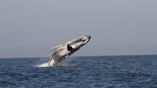 Arabian Sea Humpback Whale (English)