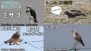 猛禽類・鳶・ミサゴ・チョウゲンボウ・ノスリを見比べてみる動画