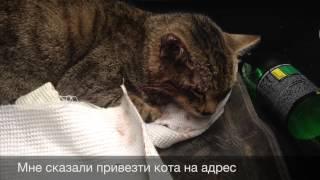 История одного спасения. Промо видео