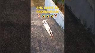 ANG SAKIT #shorts #shortvideo #shortfilm #tiktok #animals #trendingshorts #vlog @kingtv5014