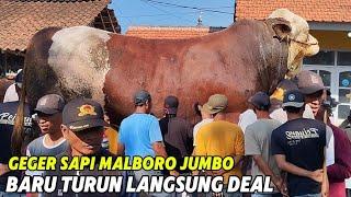 NEGO ALOT SAPI SIMENTAL MALBORO BARU TURUN TERJUAL HARGA FANTASTIS