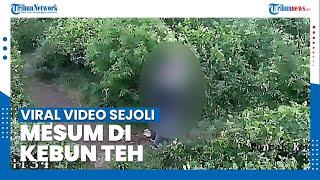 Viral Video Sejoli Mesum di Kebun Teh Kemuning Karanganyar, Polisi Buru Pelaku