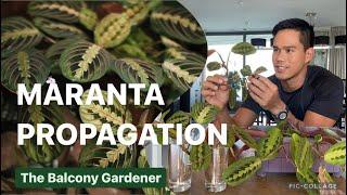 Maranta Propagation