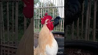 Éste Gallo más que #gallo es un Amigo #feedshorts #gallos #shortsfeed #roster