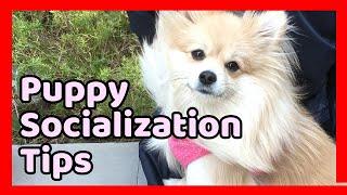 How to Socialize your New Puppy with People,Other Dogs and Places/Puppy Socialization/DogTraining101