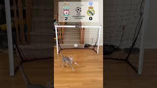 Cat Goalie - Liverpool vs Real Madrid | 2023 UEFA Round of 16 Leg 1 #cat #fyp