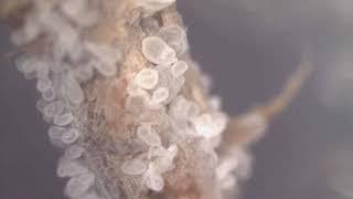 Messing with the coral slime mold