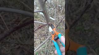 ОБРЕЗКА ЯБЛОНИ ЗАВИСИТ ОТ СОРТА #яблоня #обрезка #сад