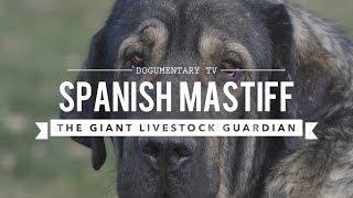 SPANISH MASTIFF: THE LARGEST DOG BREED YOU DIDN'T  KNOW EXISTED